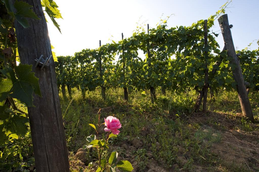 Agroturismo Podere San Quirico *